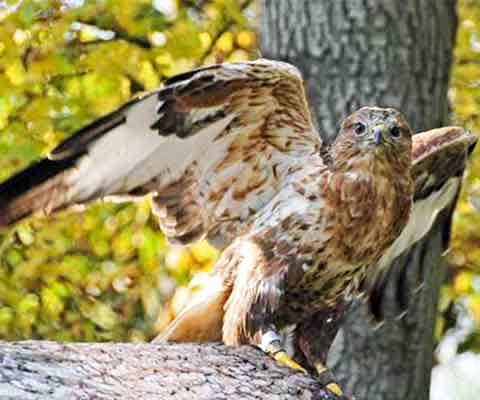 Adlerbussard